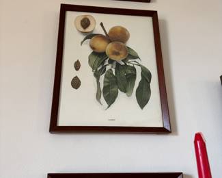 Aubriet del. Loyer Sculp.' From one of the most influential 18th-century works on fruit, "Traite des Arbres Fruitiers" by Henri Louis Duhamel du Monceau. Published in Paris, 1768.