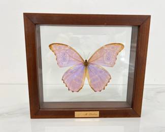 Lot 1670 Natural Curiosity Framed Butterfly  Female Morpho Didius