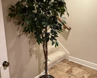 Lighted Ficus tree