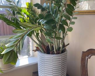 Stunning Potted plant