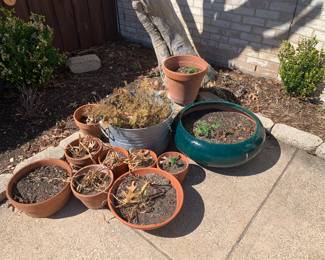 Lots of outdoor pots