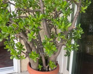 Jade tree