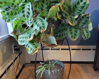 98 PottedIndoorPlantsCeramicPots