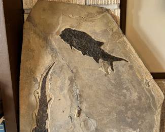 Salamander and Fish Fossil