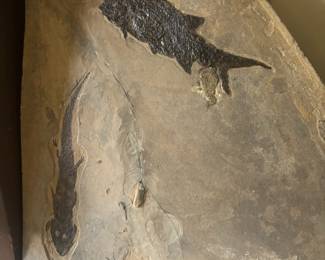 Salamander and Fish Fossil