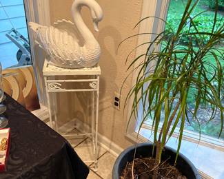 PLANTS