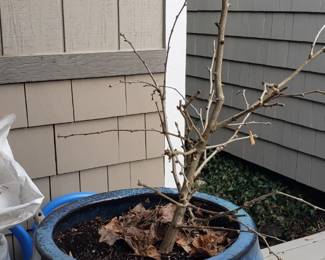 Chi Chi Maidenhair tree 