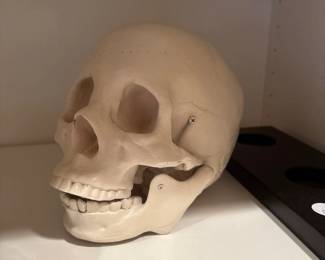 medical skull 