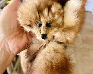 Foxy furs!