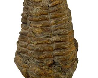 Natural Trilobite Fossil

