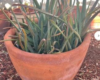 Large Healthy Succulent