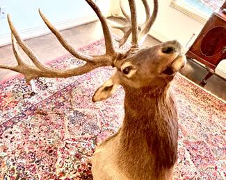 Very large pair of elk shoulder mounts