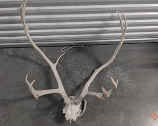 Elk Antler Rack