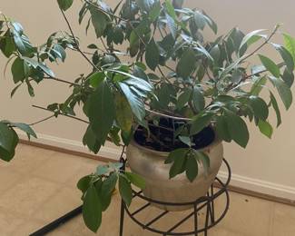 Plants