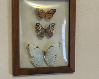 Butterfly taxidermy