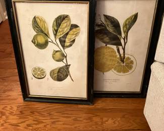 Vintage Botanical Prints