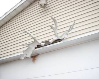 Moose antlers