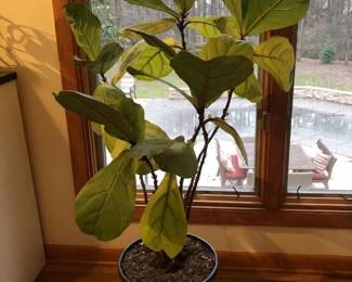 Potted Live Fiddle Leaf Fig Tree on Rolling Metal Trolley
