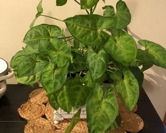 Live Arrowhead Plant Syngonium in Metal Pot