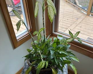 Live Cane Plant in Basket