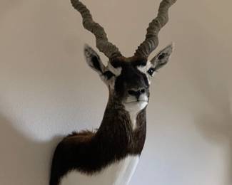 Blackbuck Shoulder Mount