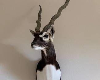 Blackbuck horned Shoulder Mount