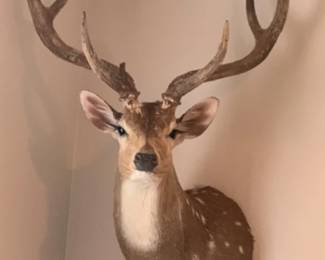 Axis deer Shoulder Mount