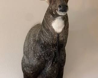 Nilgai Shoulder mount aslo known as a "Blue Bull" largest  Asian antelope found in India and Pakistan