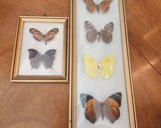 Pinned Butterfly Framed Art