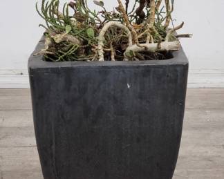 Lot # : 686 - Glazed terracotta planter pot with live plant