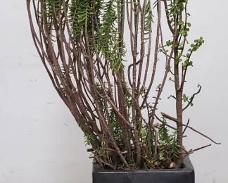 Lot # : 687 - Glazed pottery with live plant