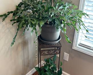Plant stand, Christmas cactus