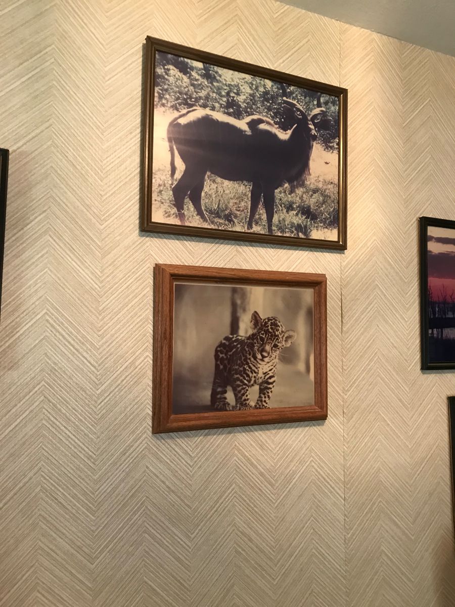 Animals in their original habitat.