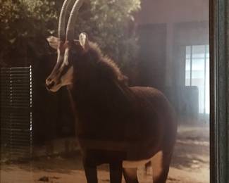 Antelope in a zoo setting