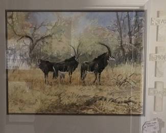 Antelopes pictured in Africa