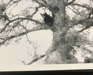 Bear in the tree
