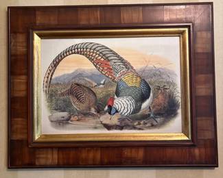 "Thaumalea Amherstiae" by Joseph Wolf and Johan Gerard Keulemans