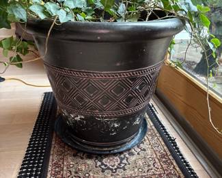 Common Ivy in Planter 