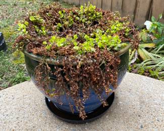 Ceramic pot