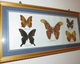 Vintage Glass Framed Real Butterfly Specimens