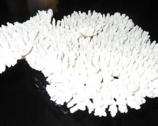 Large Natural White Sea Coral Specimen on Lucite Stand