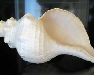 Large Horse Conch Shell