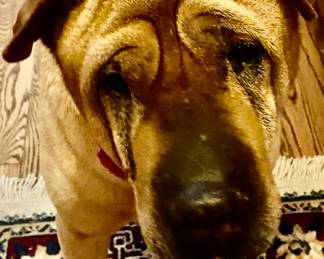 Snickers is 1st Place in Cadbury Bunny Contest!! She is 15 yrs Old!!