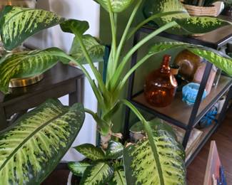 Plants plant plants....  for you plant lovers! 