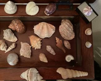 Many unique seashells