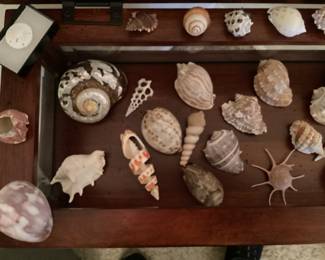 Unique seashells