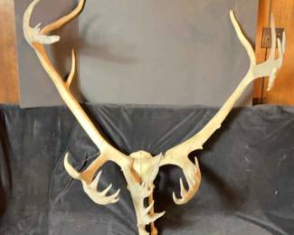 Caribou Antlers