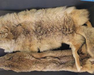 Coyote Pelts