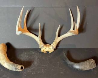 3 Assorted Animal Horns
