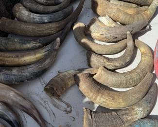 Extensive collection of horns, polished + unpolished